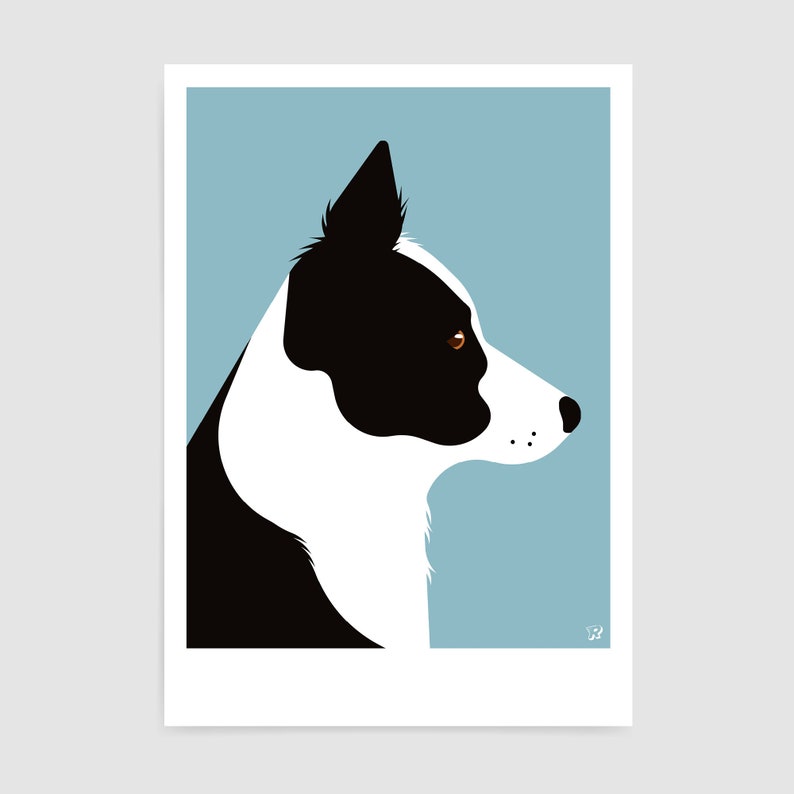May include: A black and white border collie dog with brown eyes is shown in profile against a light blue background.