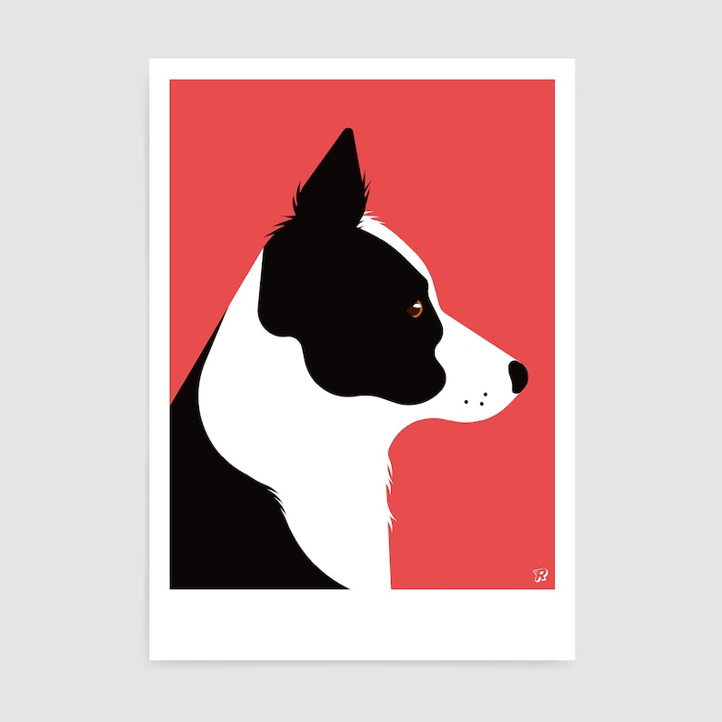 May include: A black and white border collie dog with brown eyes is shown in profile against a red background.