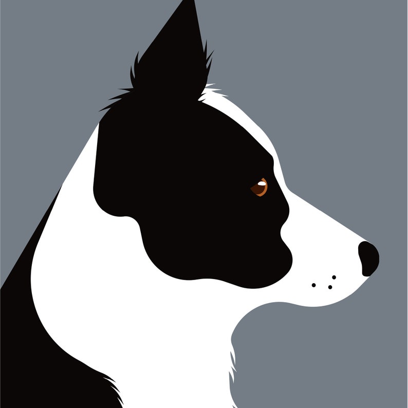 May include: A black and white border collie dog with brown eyes, looking to the right, in profile view.