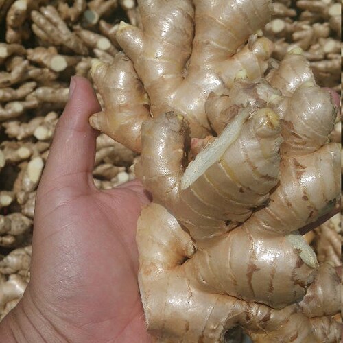 Fresh USDA Certified Organic Ginger Roots 1lb Etsy