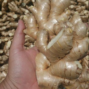 Frischer wilder Ingwer aus Peru Non Gmo 1lb