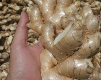 Frischer wilder Ingwer aus Peru Non Gmo 1lb