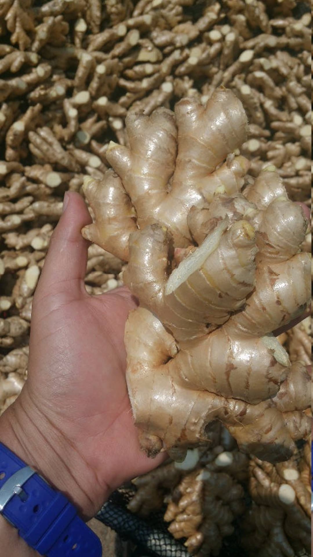 Fresh Peruvian Ginger Root: Wild Harvest, Aromatic Spice (8oz) - Etsy