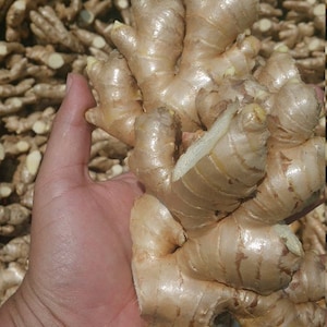 Frische peruanische Ingwerwurzel: Wilde Ernte, aromatische Würze (8 Unzen)