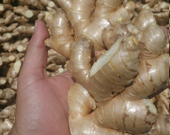Frische peruanische Ingwerwurzel: Wilde Ernte, aromatische Würze (8 Unzen)