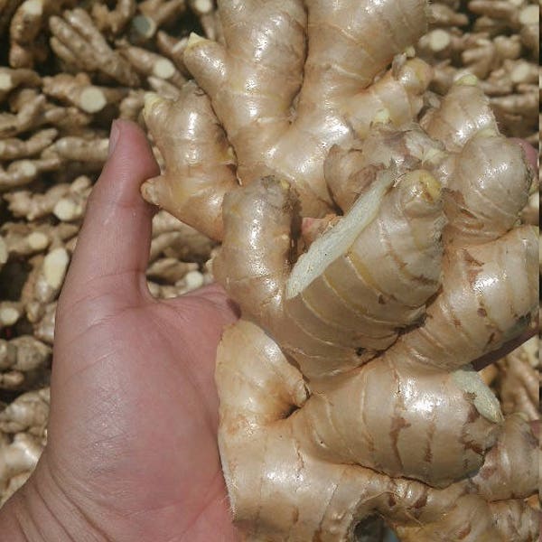 Fresh  wild ginger from Peru Non Gmo 1 LB