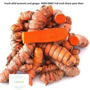 Frische wilde Kurkuma und Ingwer NON GMO 1 Pfund jeweils Wachsen Sie Ihre eigenen