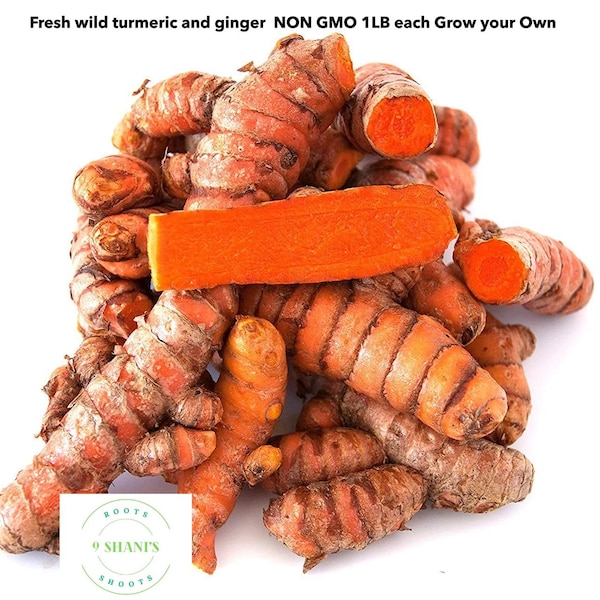 Cúrcuma y jengibre silvestres frescos SIN OMG 1 libra cada uno Cultiva tu propio