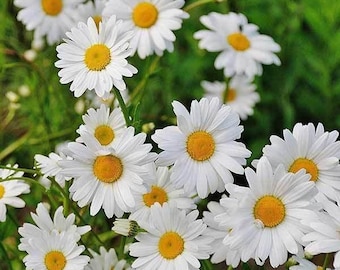 Paquete de 50 semillas de margaritas grandes, Reina de Mayo, semillas de flores perennes