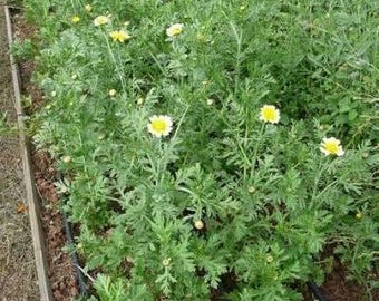 Confezione da 50 semi commestibili di crisantemo, semi di pianta aromatica