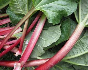 Paquete de 25 semillas de ruibarbo en mezcla aromática