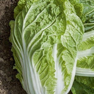 Puede incluir: Primer plano de una cabeza de col china fresca. La verdura presenta hojas verde claro, arrugadas y apretadas, con tallos blancos. Se encuentra sobre tierra de color marrón oscuro, resaltando su textura y color naturales.