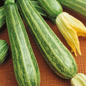 Puede incluir: Primer plano de varios calabacines verdes y blancos a rayas. Un calabacín tiene una flor amarilla adjunta. Los calabacines están dispuestos sobre una superficie marrón. Los calabacines son un alimento fresco y saludable.