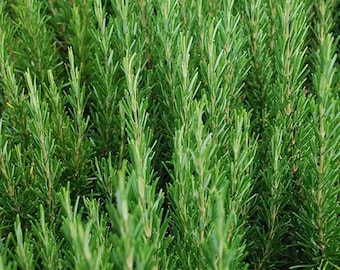 Packung mit 25 aromatischen grünen Rosmarinsamen