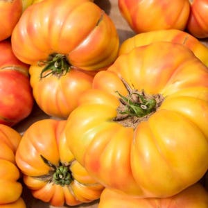 Könnte beinhalten: Nahaufnahme mehrerer Erbstücktomaten. Die Tomaten haben eine Mischung aus gelben und orangen Farbtönen, eine gerippte Textur und grüne Stiele. Das Bild ist gut beleuchtet und zeigt die leuchtenden Farben und einzigartigen Formen des frischen Produkts.