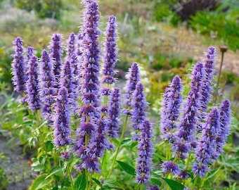 Partia 50 nasion Agastache Mexicana w kolorze niebiesko-białym, bylina, roślina miododajna