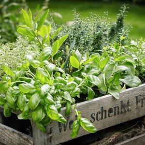Peut inclure: Un bac en bois rempli d'herbes vertes fraîches, dont du basilic, du romarin et du thym. Les herbes sont luxuriantes et vibrantes, avec une variété de formes et de textures de feuilles. Le bac porte du texte estompé, suggérant un thème rustique et frais du jardin.