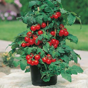 Peut inclure: Un plant de tomates en pot avec des tomates rouges vives et des feuilles vertes. La plante est soutenue par des tuteurs en bois et se trouve dans un pot noir. Les tomates sont regroupées, créant une présentation visuellement attrayante.