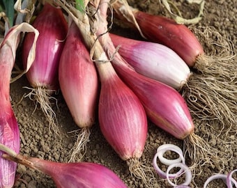 Puede incluir: Primer plano de chalotes recién cosechados, con bulbos de color rojo-púrpura vibrante con raíces y tallos verdes. Algunos bulbos están enteros, otros cortados, revelando anillos blancos y morados. Los chalotes descansan sobre tierra marrón.