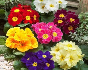 Lot De 10 Graines De Primevère Acaulis Fleurs, Semences Graines Seed