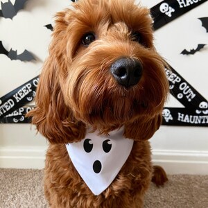 Cockapoo fancy dress discount