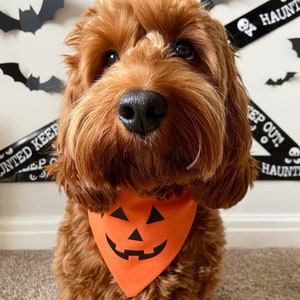 Fancy dress dog collar cheap