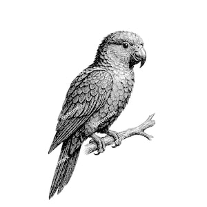 Parrot PNG, SVG, DXF files. Parrot for cricut. Vector graphic files. Clip art. Commercial use