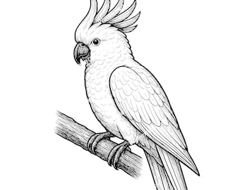 Parrot Cockatoo PNG, SVG, DXF files. ParrotCockatoo for cricut. Vector graphic files. Clip art. Commercial use