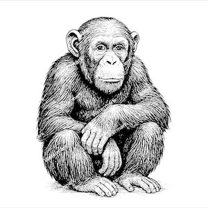 Chimpanzee PNG, SVG, DXF files. Chimpanzee sitting for cricut. Vector graphic files. Clip art. Commercial use