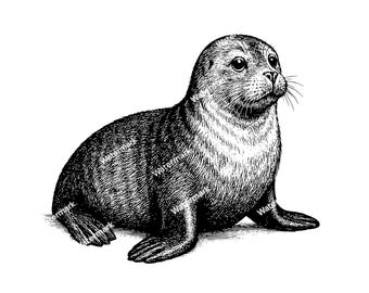 May include: Detailed black and white illustration of a seal pup. The seal is depicted in a side profile, with its body slightly angled. The artwork showcases intricate linework, highlighting the fur and features of the animal.