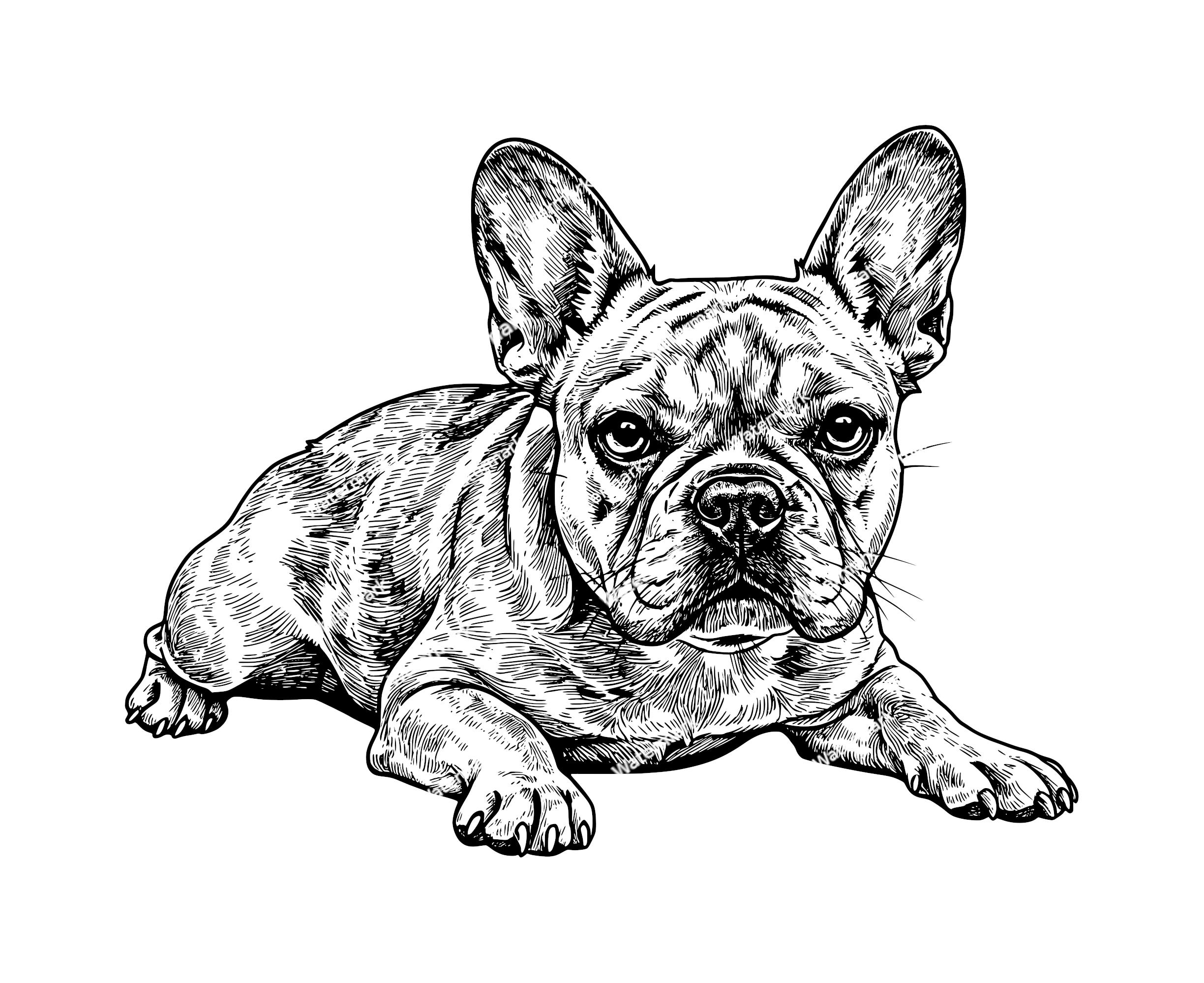 フレンチブルの絵 フレンチブルドッグの横たわる姿（PNG、SVG、DXFファイル）。ベクター
