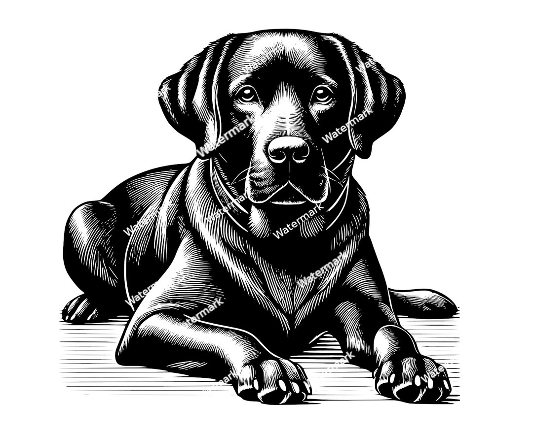 Labrador Retriever Black Laying PNG, SVG, DXF Files. Vector Graphic ...