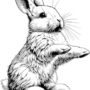 Lapin, lapin réaliste mignon, clipart lapin, silhouette de lapin, lapin de Pâques PNG, SVG, fichiers DXF