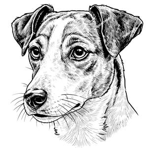Puede incluir: Dibujo en blanco y negro de un Jack Russell Terrier con una expresión seria. El pelo del perro está detallado con líneas para mostrar la textura.