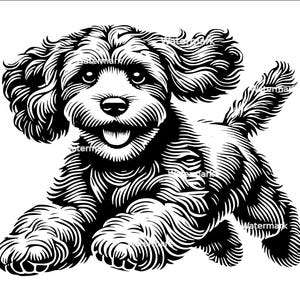 Op de afbeelding: Zwart-witte lijntekening van een kleine hond met krullend haar. De hond rent en heeft zijn tong uitgestoken.