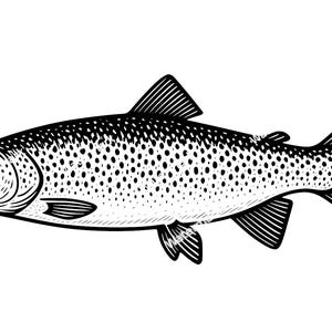 Op de afbeelding: Een gedetailleerde zwart-wit illustratie van een vis, waarschijnlijk een forel, met een gespikkeld lichaam en gedetailleerde vinnen. De vis wordt in profiel weergegeven, waarbij de gestroomlijnde vorm en de getextureerde schubben worden benadrukt. De illustratie staat tegen een witte achtergrond.