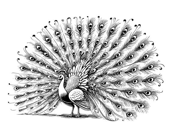 Peacock With Wings Spread PNG, SVG, DXF, Peacock Clipart, Peacock