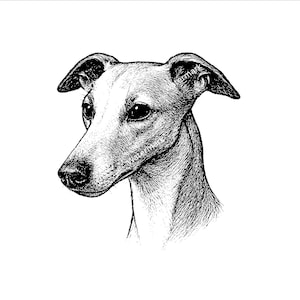 May include: Black and white line drawing of a Greyhound dog's head. The dog is looking to the left of the image.