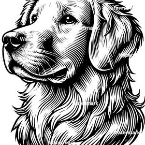 Cabeça de Golden Retriever PNG, SVG, arquivos DXF. Arquivos gráficos vetoriais. Clip art. Uso comercial