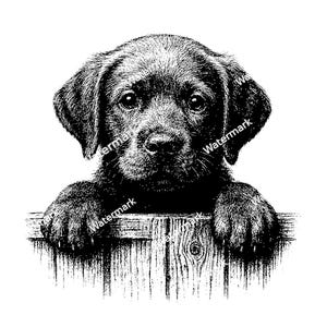 May include: Black and white illustration of a Labrador puppy peeking over a wooden fence.