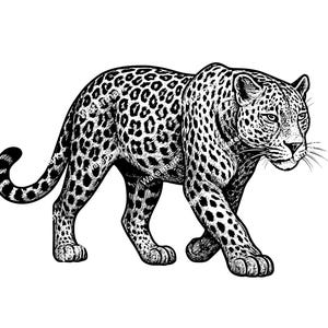 May include: Black and white illustration of a leopard walking. The leopard has a spotted coat and a long tail. The image is a detailed drawing, showcasing the animal's features and musculature. The background is plain white.