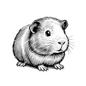 Guinea Pig PNG, SVG, DXF files. Vector graphic files. Clip art. Commercial use