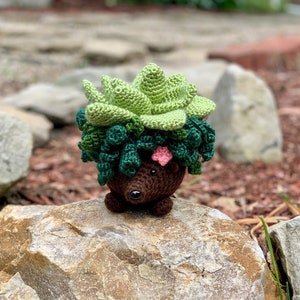 Monster Plant - Succulent - Lydia