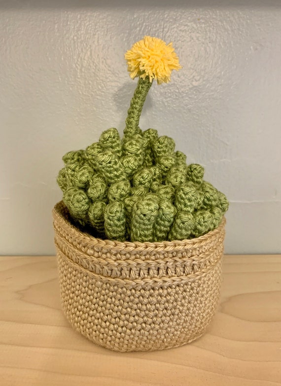Monster Plant - Baby Toes - Pretty - Etsy