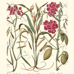 Botanical Wall Art - Restored Vintage Illustrations - Restored Flowering Plants Giclee Art afbeelding 3