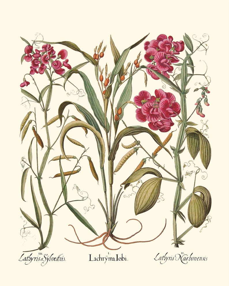 Botanical Wall Art - Restored Vintage Illustrations - Restored Flowering Plants Giclee Art afbeelding 3