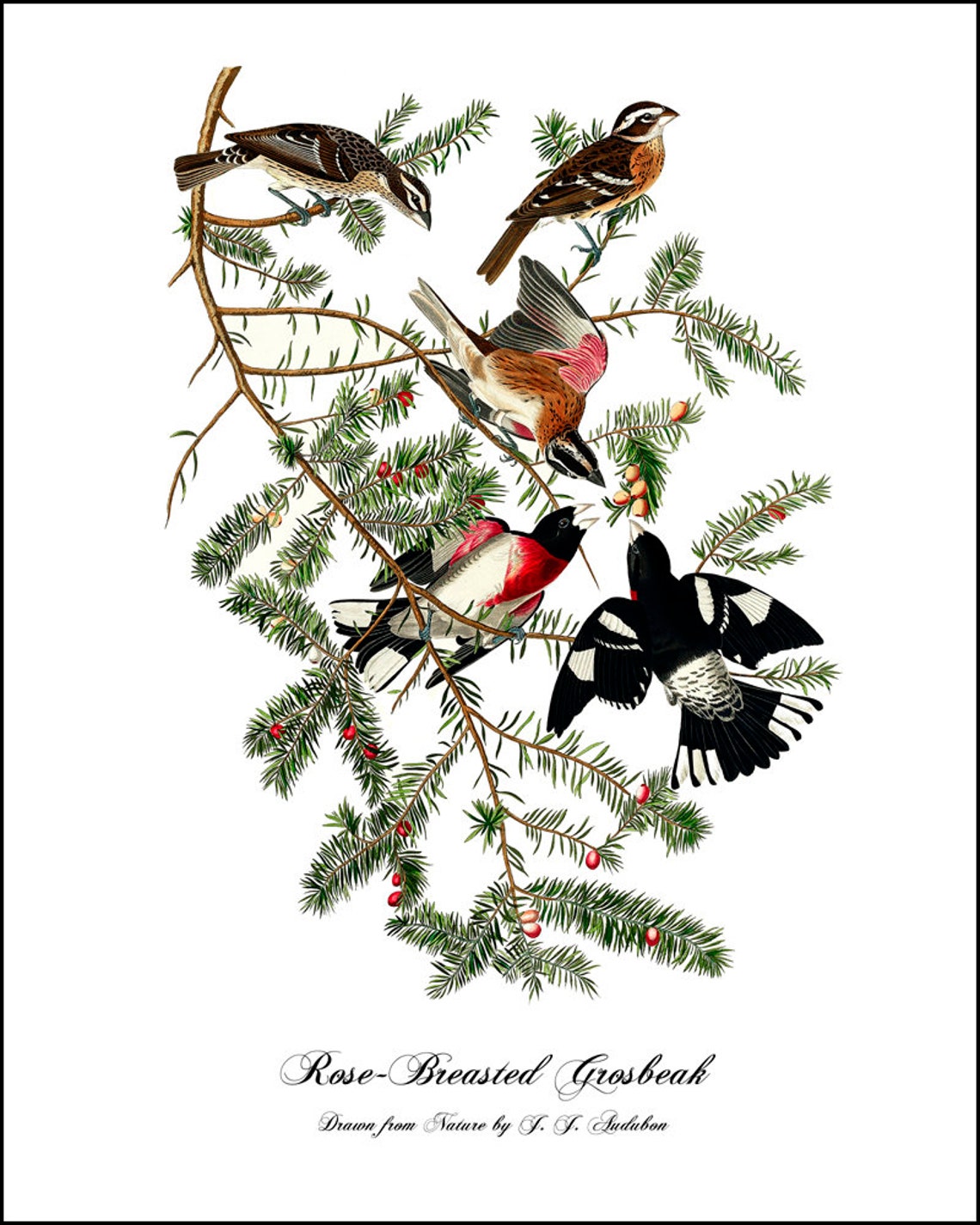 AUDUBON BIRD PRINTS Set of Six 5x7 8x10 11x14 or 16x20 | Etsy