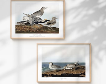 Coastal Bird Art Print Set - Restored Vintage Plover Illustrations