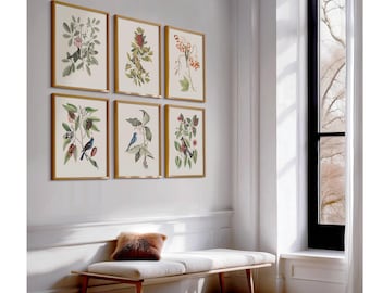 Restored Vintage Bird Prints - Mark Catesby - Set of Six Wall Art
