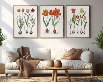 Restored Vintage Tulip Prints - Set of Three - Botanical Wall Art
